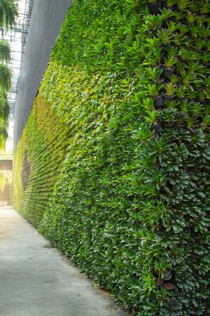Green,Wall,Vertical,Garden,Friendly,Green,Nature,Eco,Friendly,Design